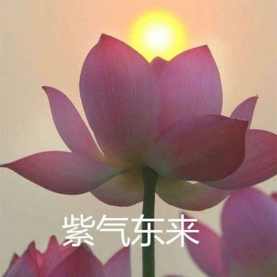 全民指挥官战略版手游下载